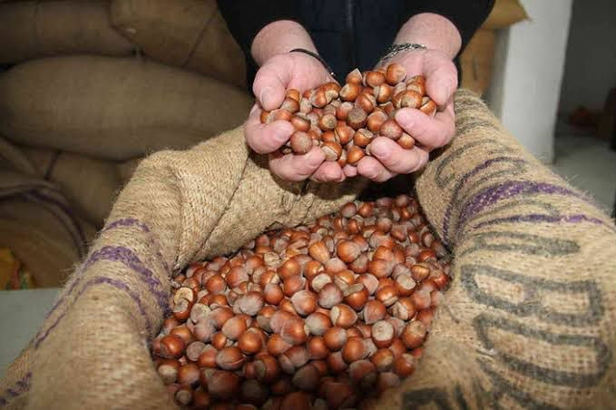 Fındık İhracatı 7 Ayda 1,7 Milyar Dolar Gelir Sağladı