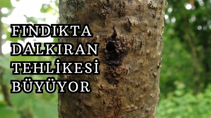Fındıkta Dalkıran Tehlikesi Büyüyor