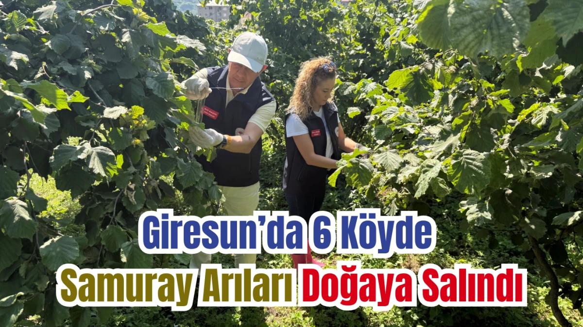 Giresun’da 6 Köyde Samuray Arıları Doğaya Salındı