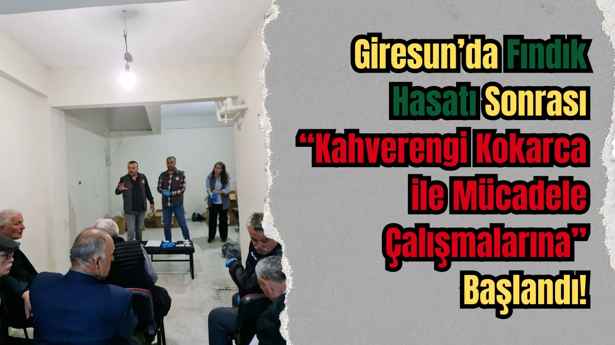 Giresun’da Fındık Hasatı Sonrası “Kahverengi Kokarca ile Mücadele Çalışmalarına” başlandı!