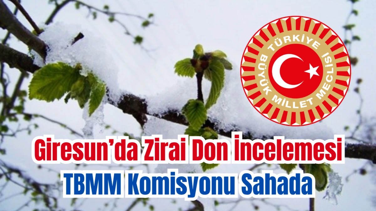 Giresun’da Zirai Don İncelemesi...TBMM Komisyonu Sahada!